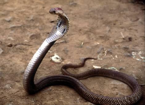 Cobra sparisce dallo zoo di New York