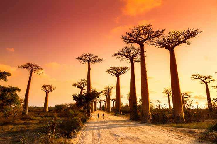 Via dei Baobab