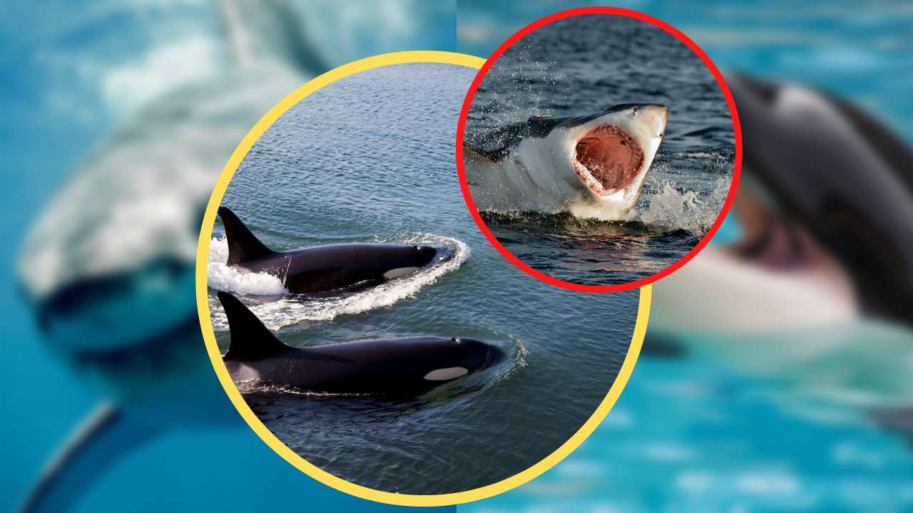 Squali bianchi inseguiti da due orche