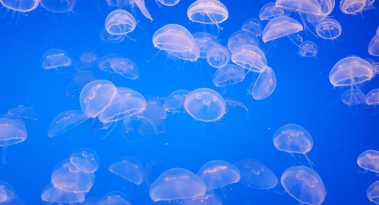 gruppo di meduse