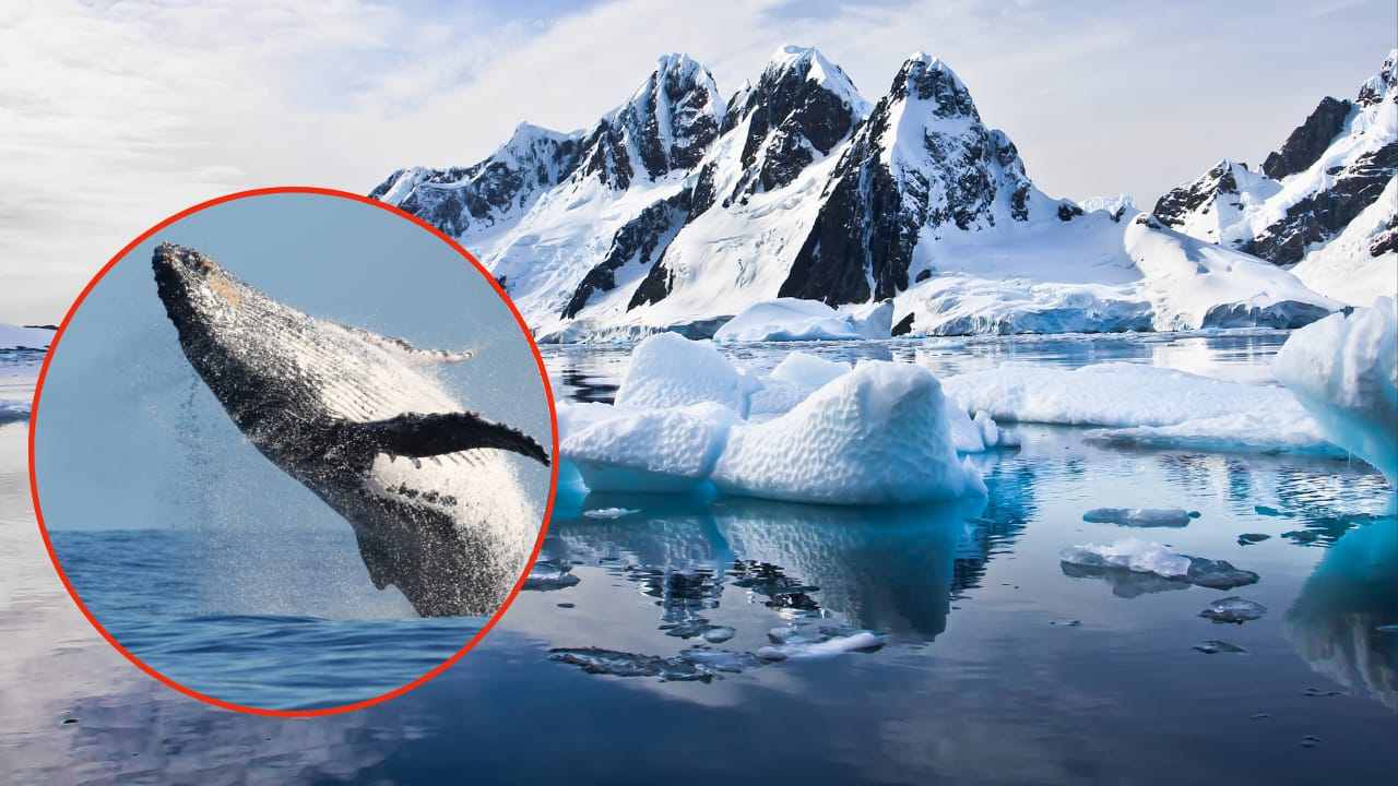 Antartide inverosimile scopertaAntartide inverosimile scoperta