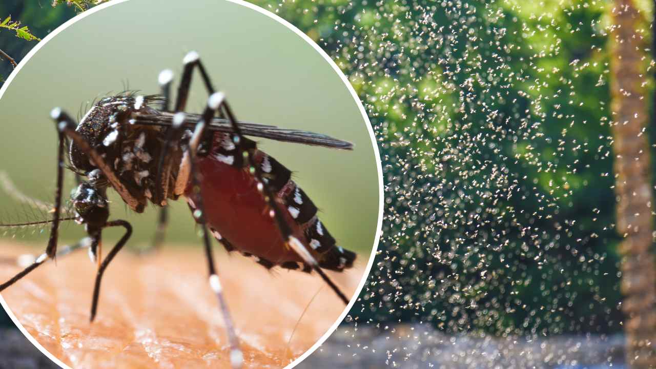Invasione di zanzare positive