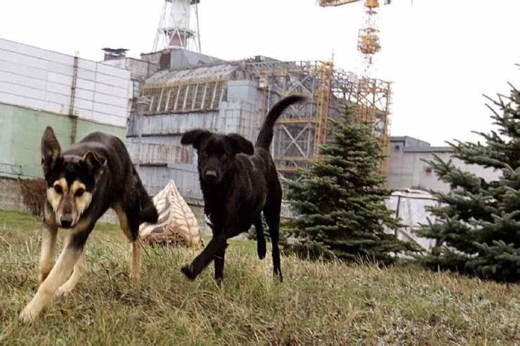 Cani a Chernobyl