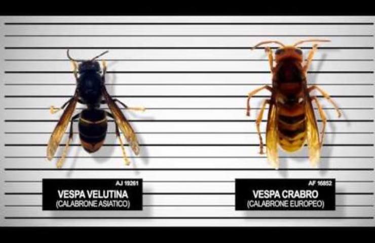 Riconoscere la Vespa Killer