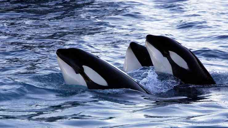 Squali predati dalle orche
