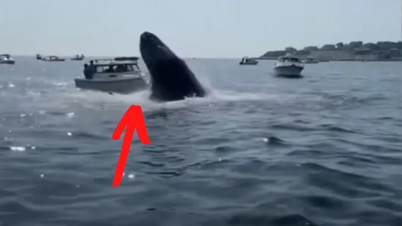 Barca si scontra contro la balena