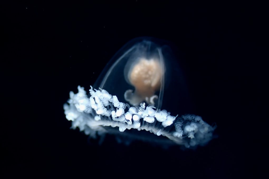 medusa T. dohrnii