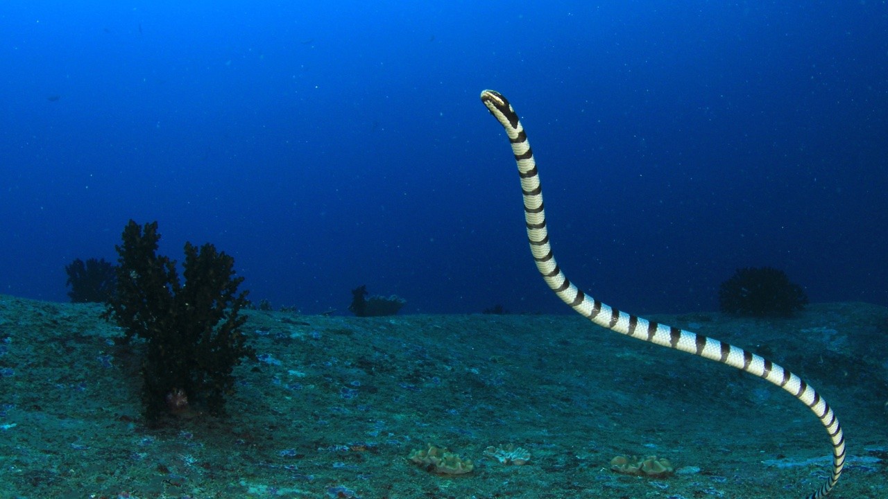 serpente marino