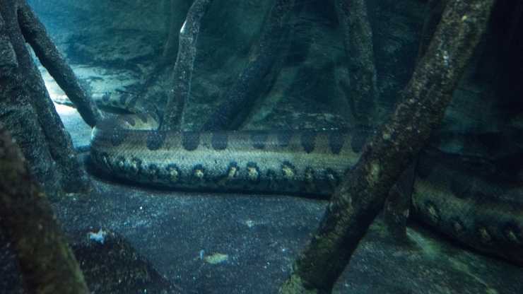 Anaconda verde