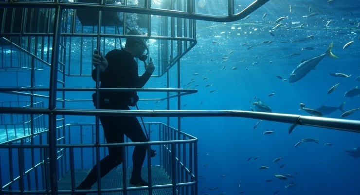 Cibare gli squali a Bora Bora