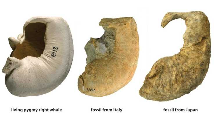 Trovati fossili di un animale