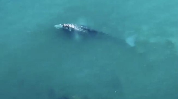 balena avvista a ponza