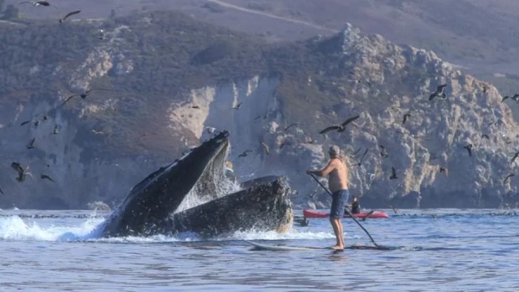 balena con persone