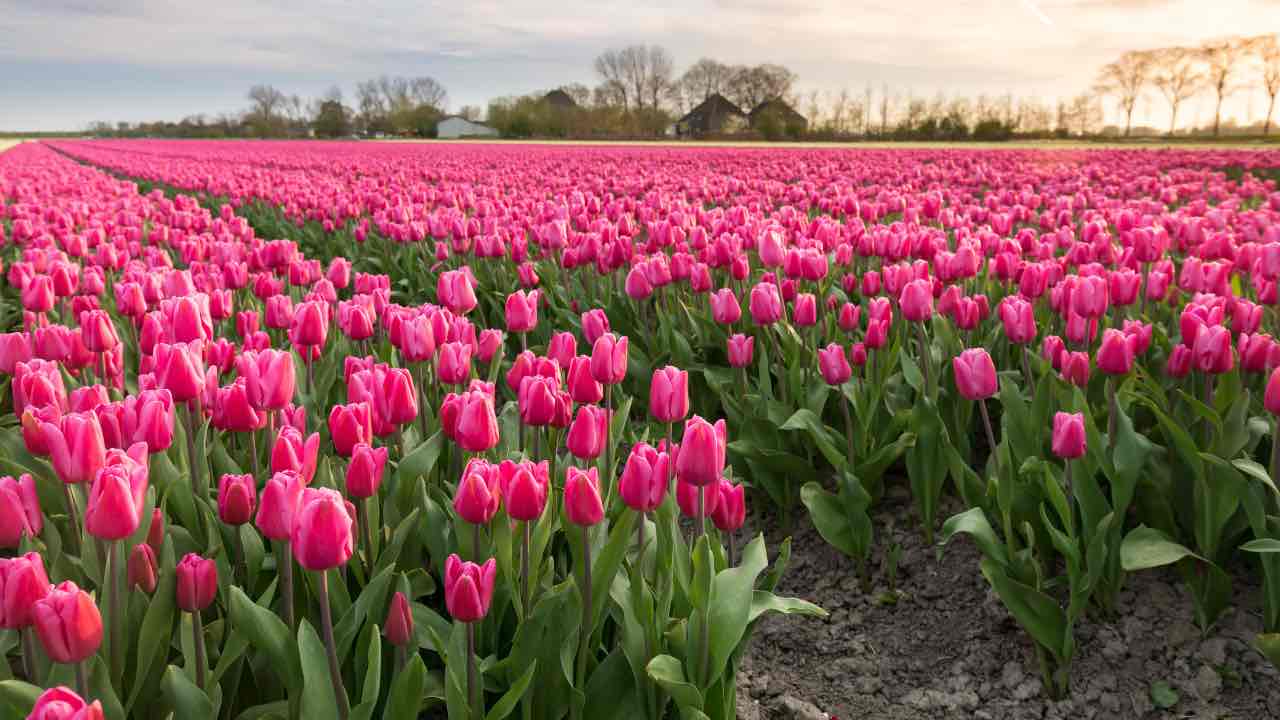 giardino di tulipani più grande in Italia