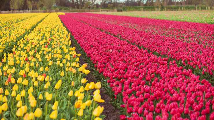 Il giardino di Tulipani più grande in Italia 