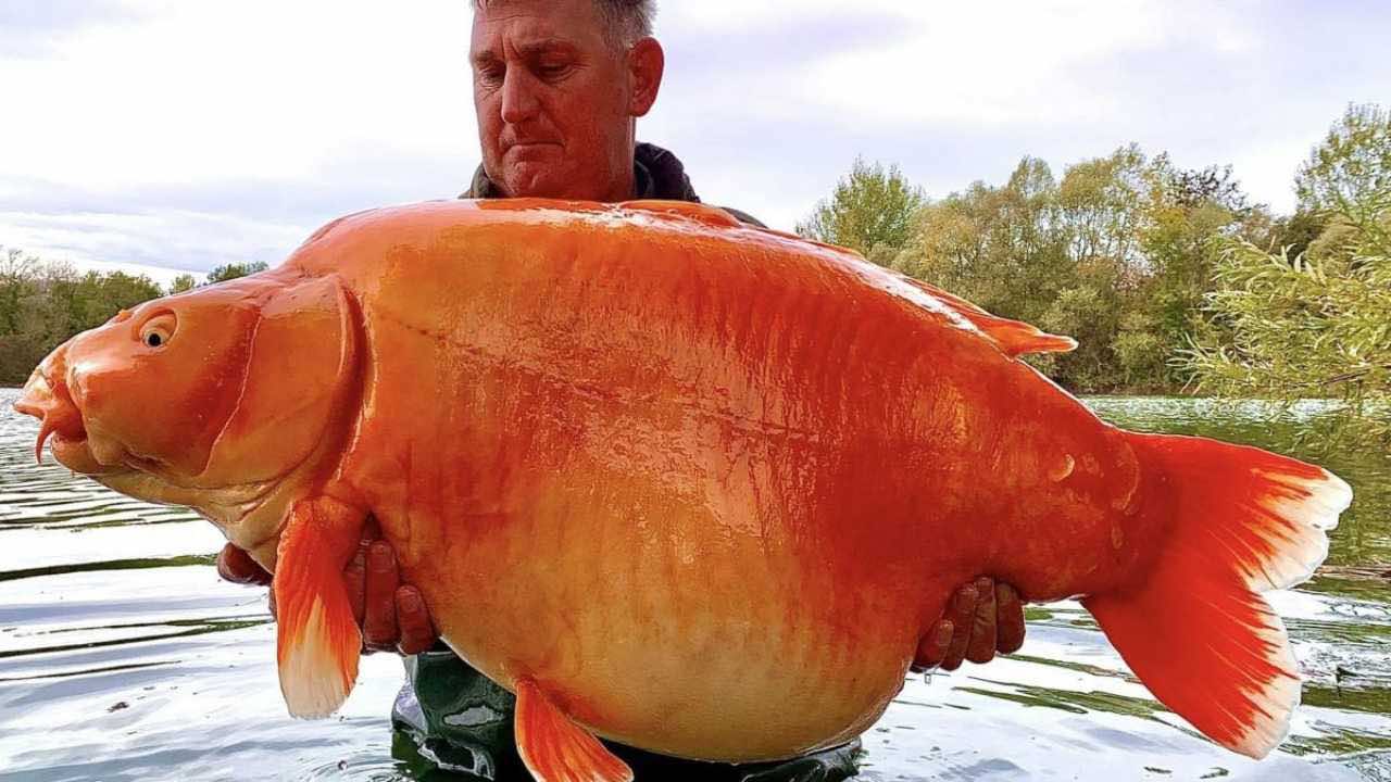 il pesce rosso piu grande al mondo