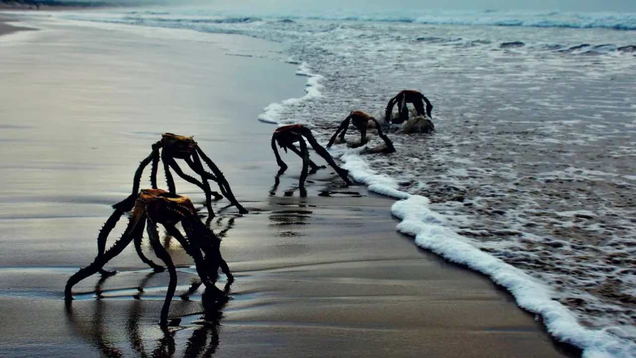 creature aliene sulla spiaggia