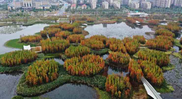 foresta Cina galleggiante