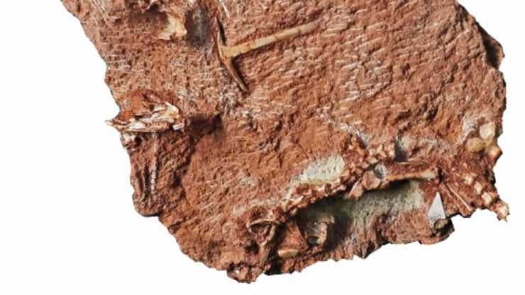 fossile lucertola scoperto