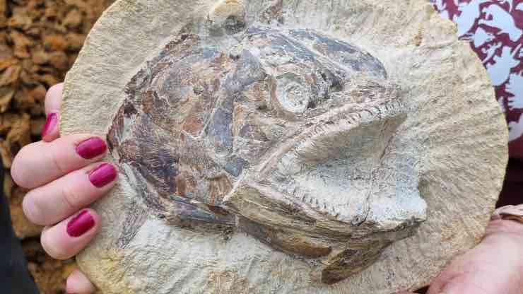 fossile pesce ritrovato