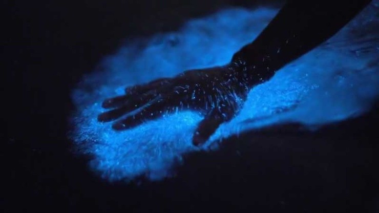 baia bioluminescente
