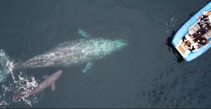 balena partorisce davanti turisti