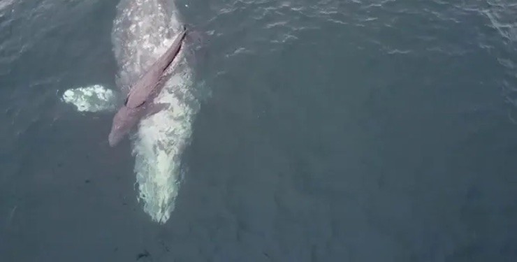 balena partorisce evento raro