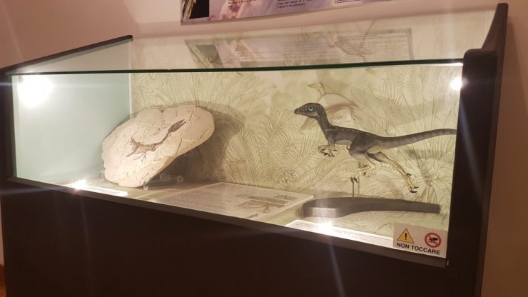 dinosauro ciro scoperto in italia