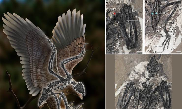 fossile ritrovato uccello dinosauro