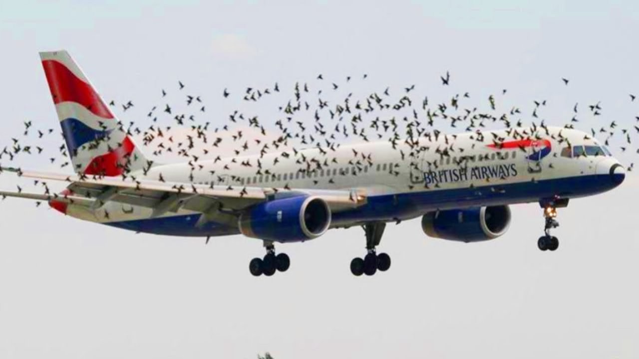 gruppo di uccelli inseguono aereo