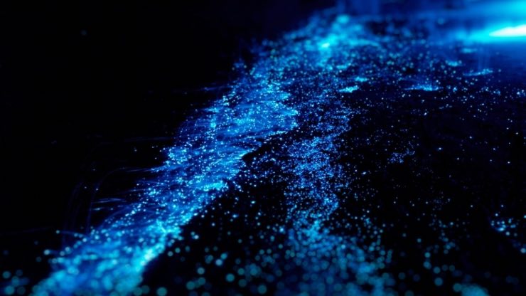 la magia del plancton luminescente