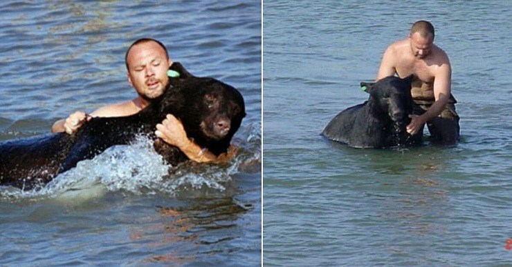 orso bruno stava annegando