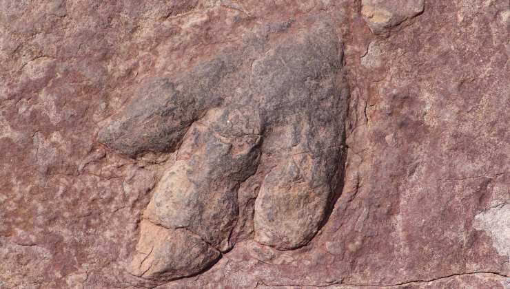 scoperti dopo secoli resti di dinosauri - i dettagli