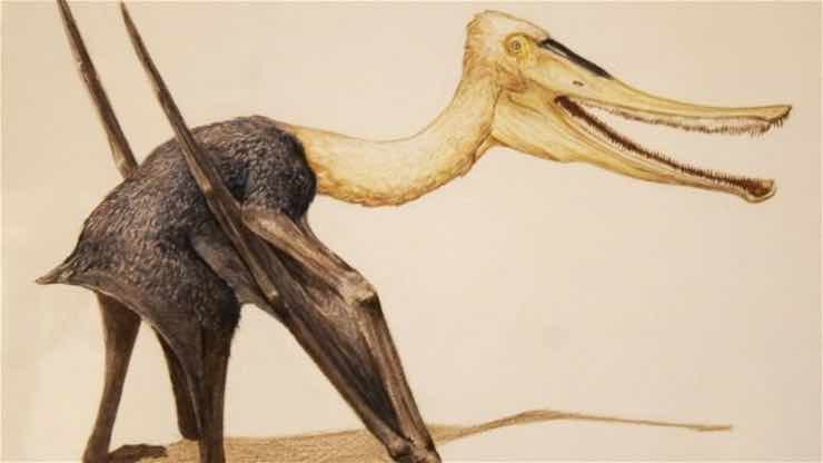 Balaenognathus maeuseri illustrazione