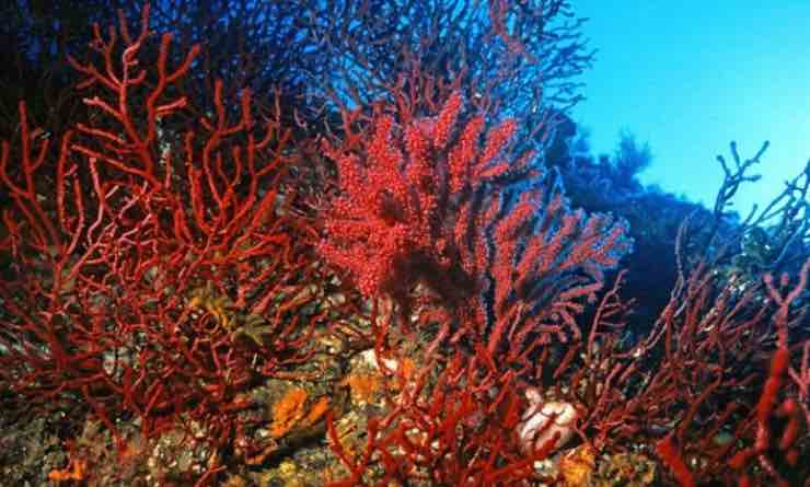 Coralli in mare