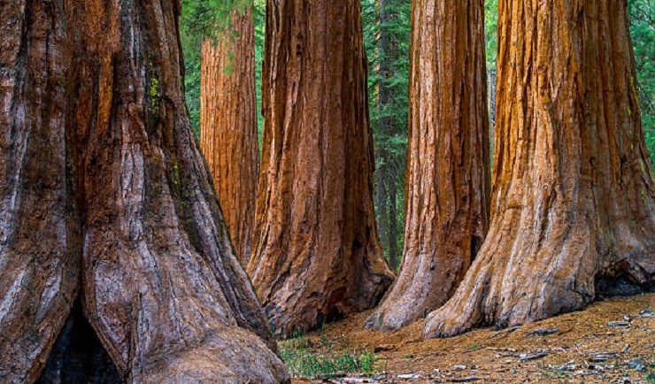 Parco Nazionale di Redwood