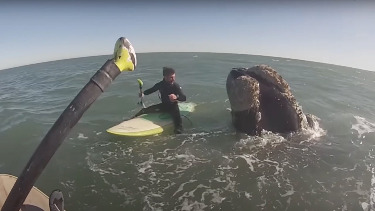 Solo sulla tavola da surf