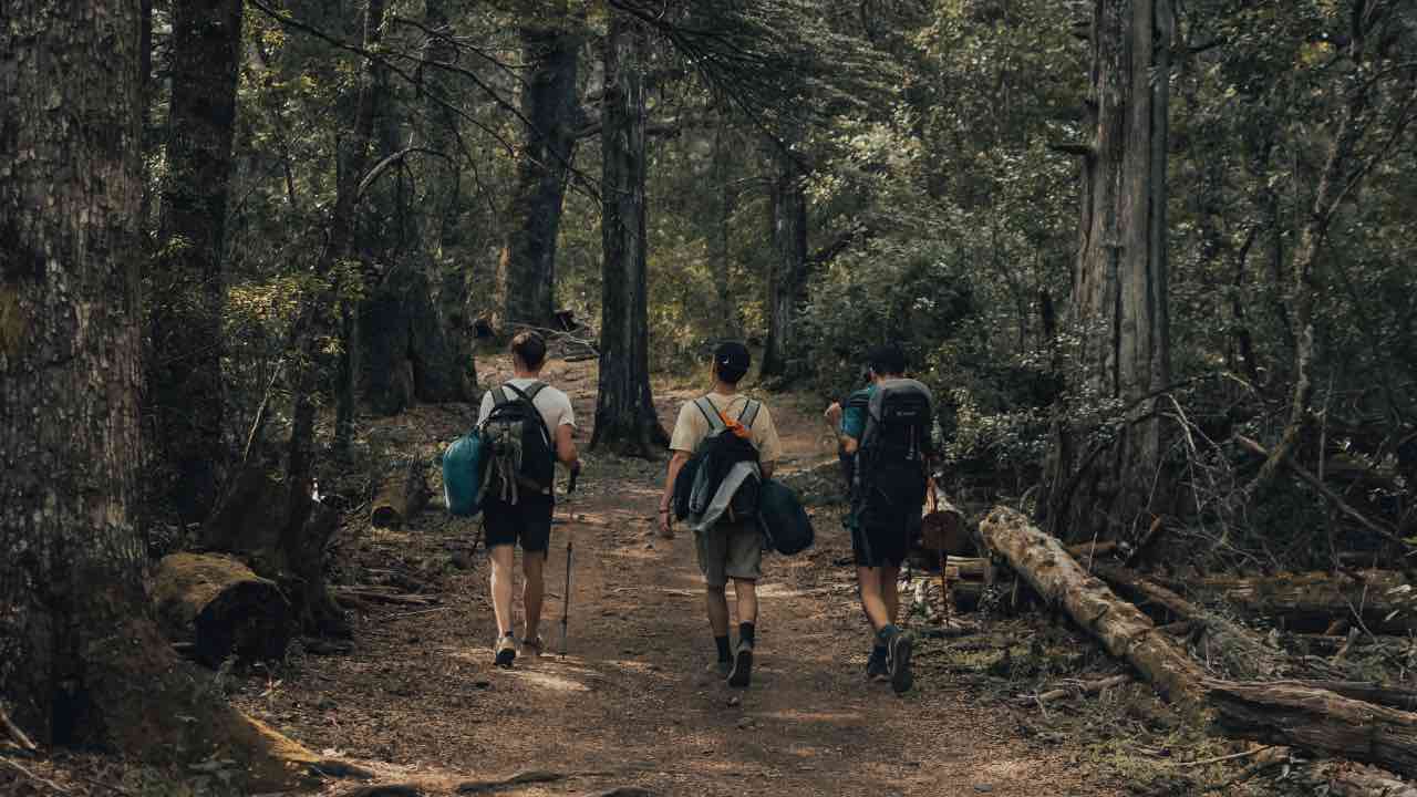 Vagavano per la foresta