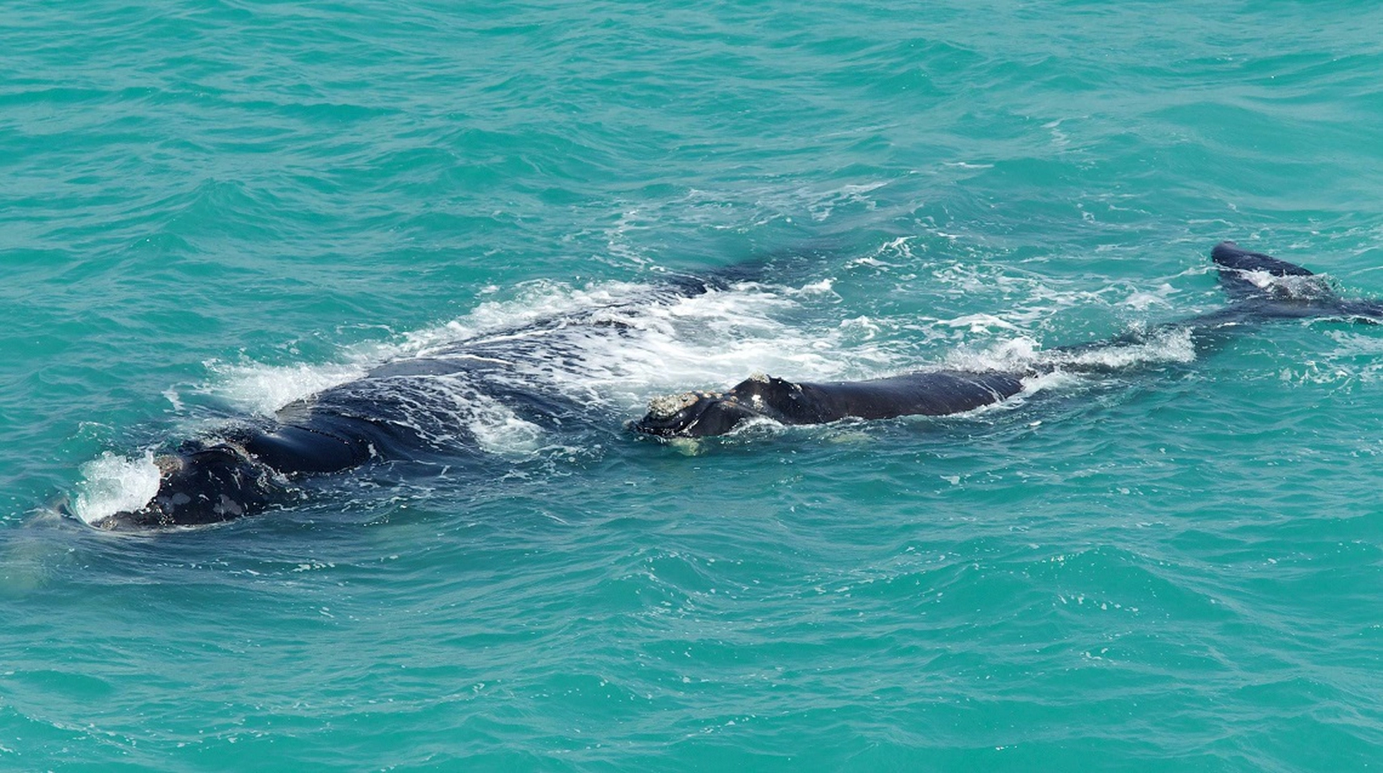 balene franche tavola da surf