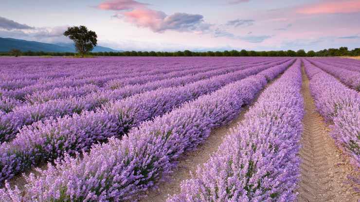 campi di lavanda