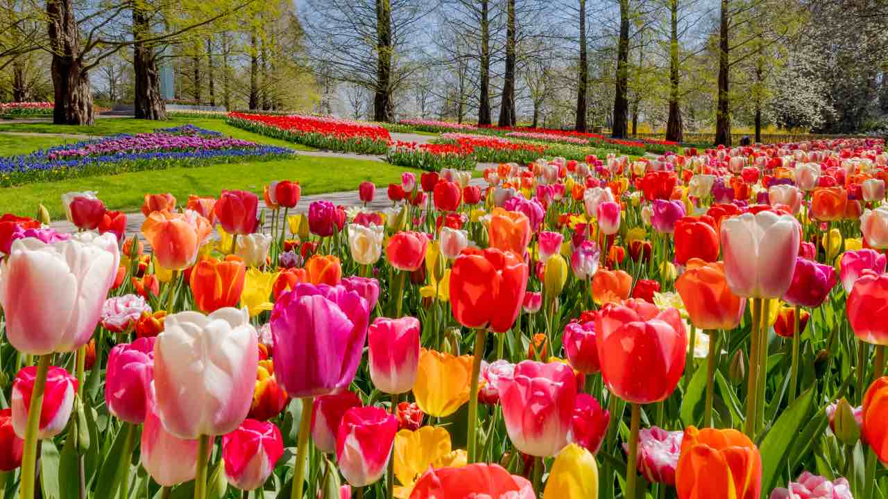 fioritura dei tulipani Olanda