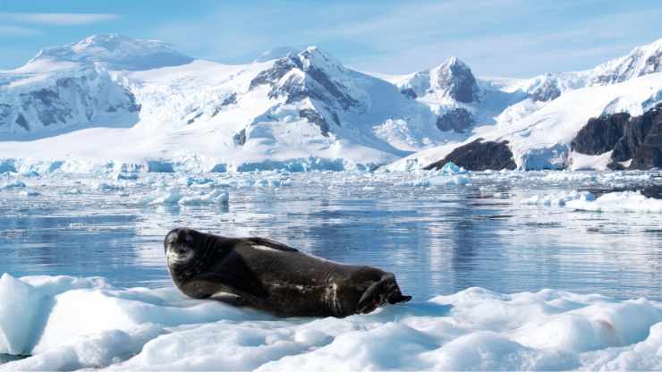 foca antartica