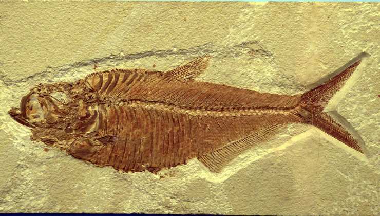 fossili di pesci -