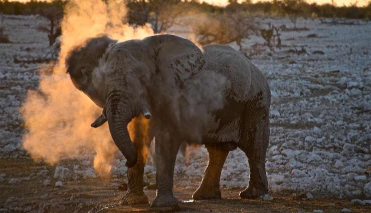 namibia elefante