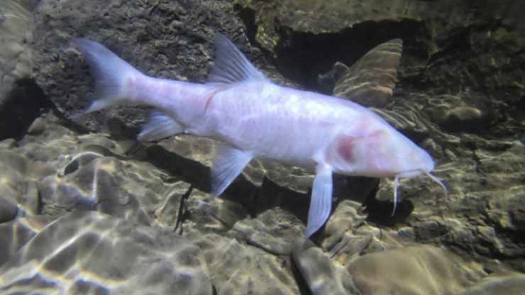nuova specie pesce delle caverne