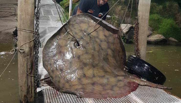pastinaca da 200 chili - pesca record per l'argentino 