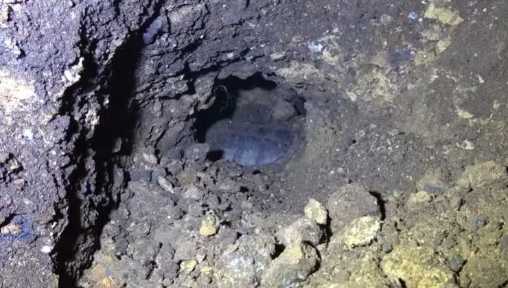 ritrovata tartaruga in un fosso 