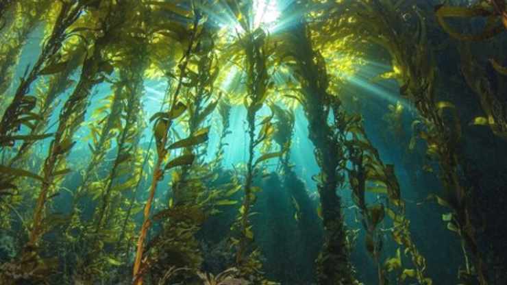 scoperta foresta sottomarina