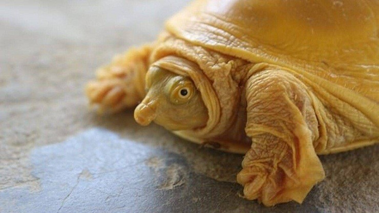 tartaruga senza guscio
