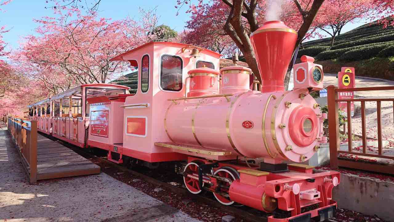 treno rosa fioritura ciliegio